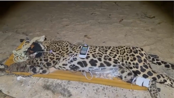Onça que matou caseiro no Pantanal é capturada próxima ao local do ataque